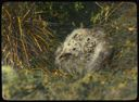 Image of Black Backed Gull in nest, Labrador (or Iceland?)
